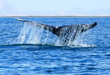 whale watching