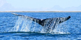 whale watching