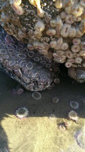 Tide Pool Walk and Talk @ Oyhut Bay Welcome Center | Ocean Shores | Washington | United States