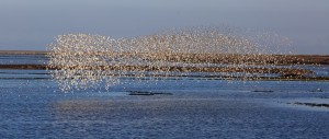 grays harbor shorebird festival