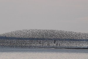 grays harbor shorebird festival