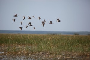 grays harbor shorebird festival