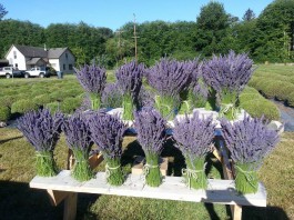 dale lavender farm