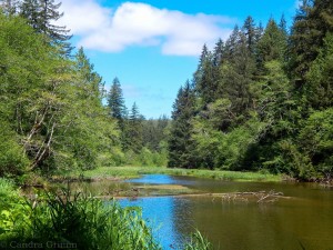 Celebrating 75 Years of Sustainable Forestry @ Montesano Jr-Sr High  | Montesano | Washington | United States