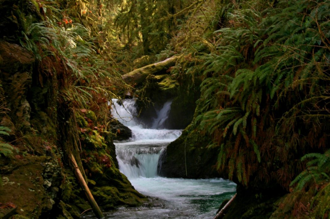 quinault waterfall