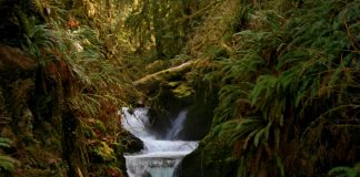 quinault waterfall