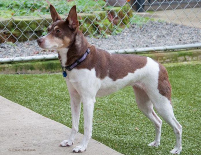 adopt a pet ava Adopt-A-Pet of Shelton Washington