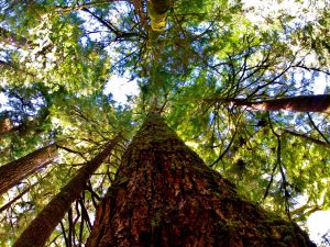 quinault big cedar