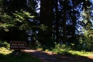 quinault big cedar