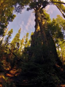 quinault big cedar