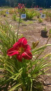 lily lane farm