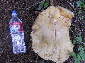 mushroom festival lake quinault