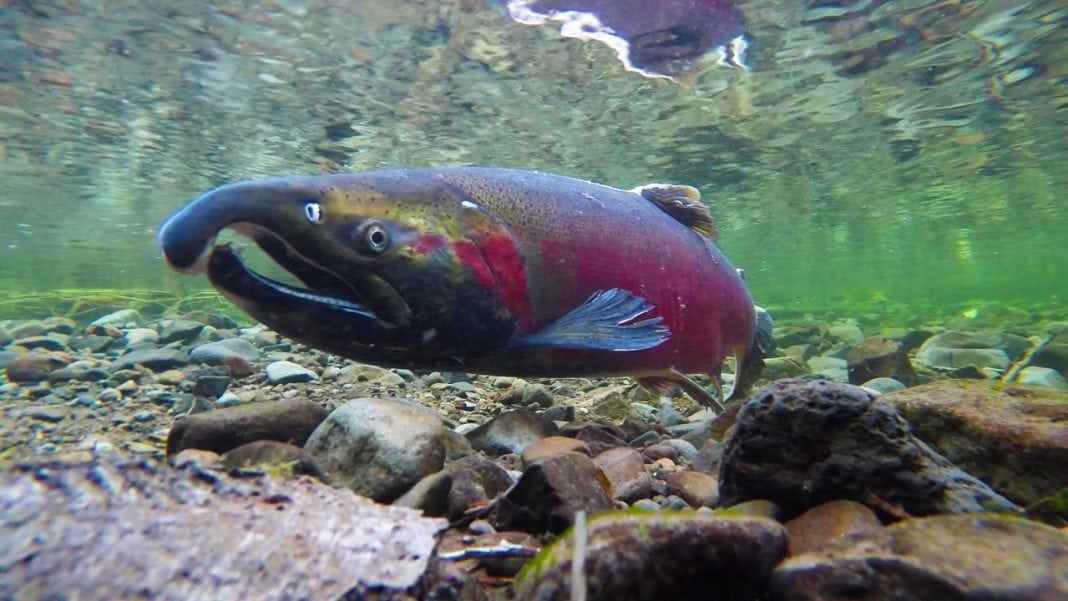 Coho Salmon