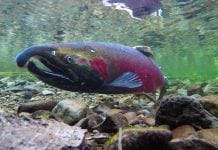 Coho Salmon