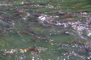 The return of the salmon in Grays Harbor brings together our community and shapes our culture. Photo Credit: Douglas Scott.