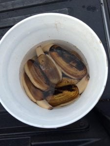 razor clams