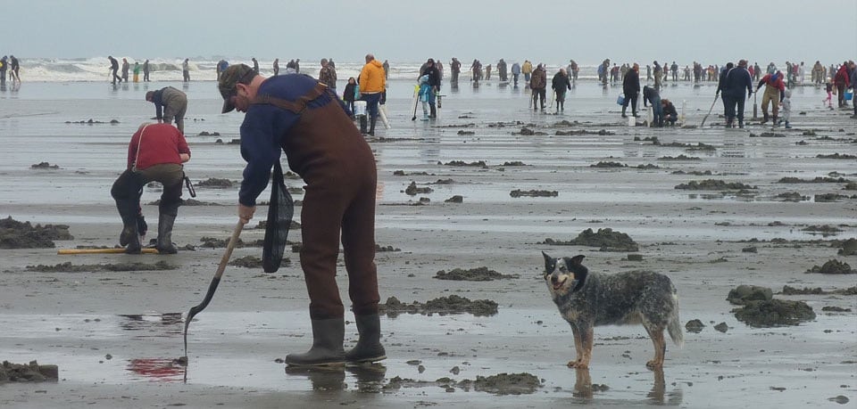 razor clam