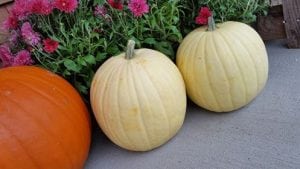 Downtown Elma Trick or Treat @ Elma Chamber Visitors Station | Elma | Washington | United States