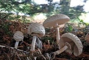 Lecture: Forage for Pacific Northwest Mushrooms @ Oakville Timberland Library | Oakville | Washington | United States