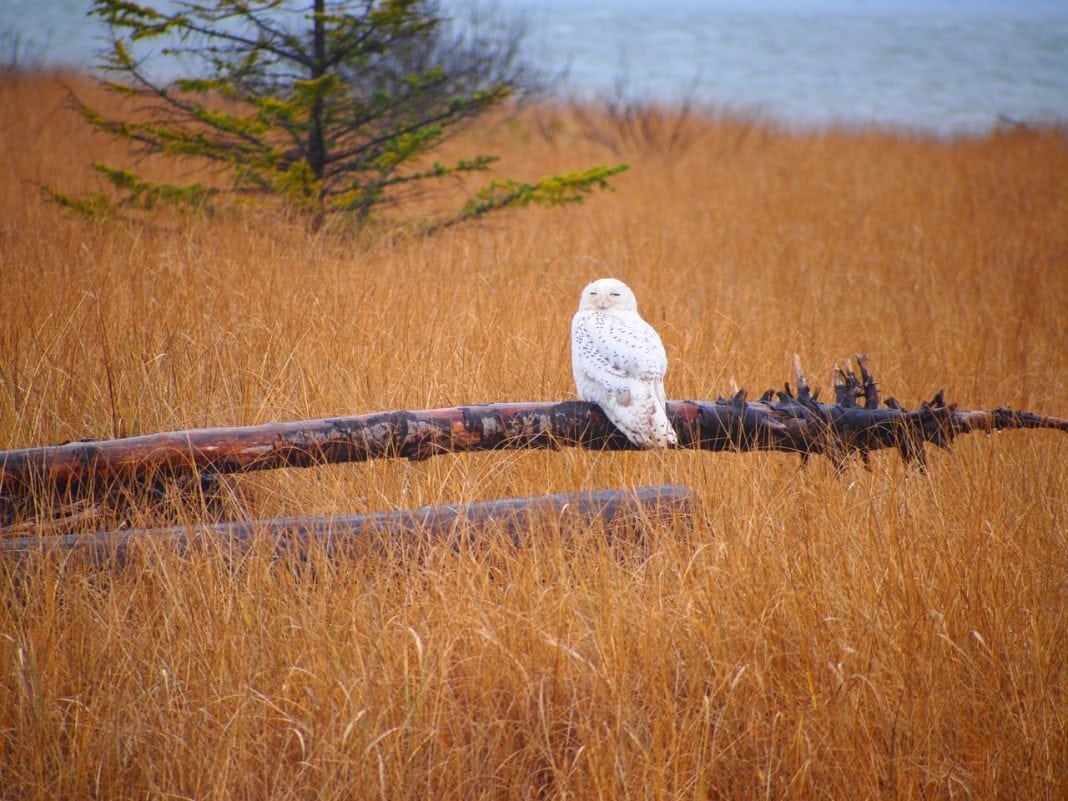 snowy owls