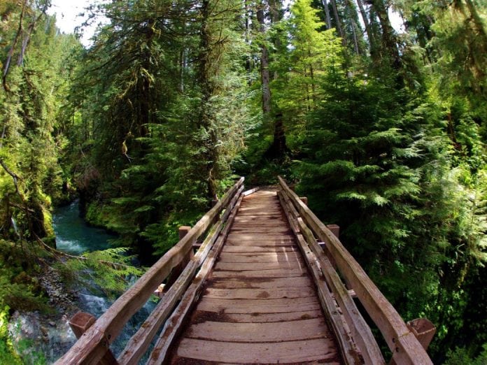 quinault rainforest