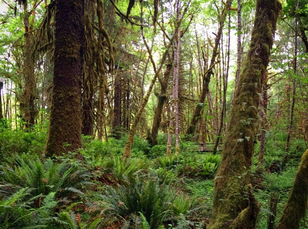 grays harbor hike