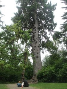 Six world champion giant trees live around Lake Quinault.
