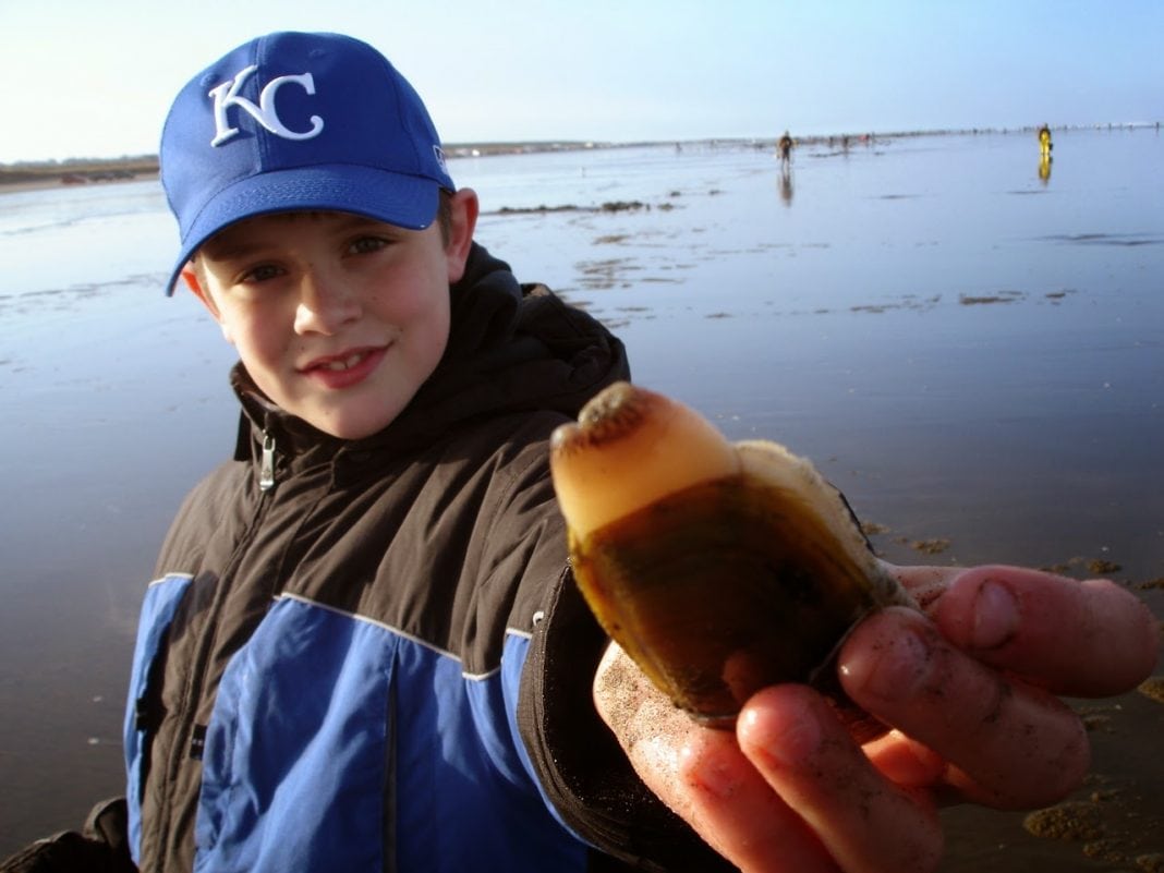 razor clam