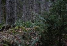 sasquatch