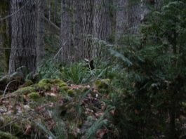 sasquatch