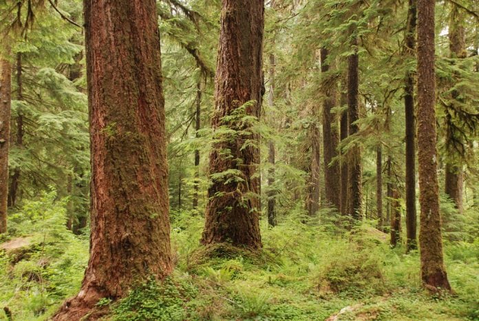 grays harbor camping