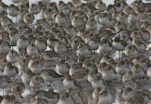 shorebird migration