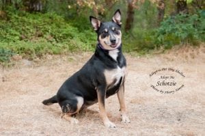Adopt-A-Pet Shelton