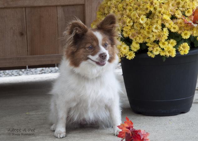 Adopt A Pet Dog of the Week Daisy