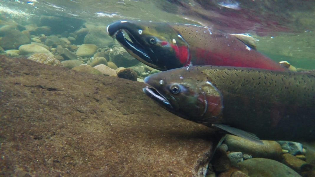 salmon fishing
