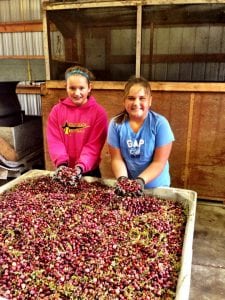 Cranberry harvest