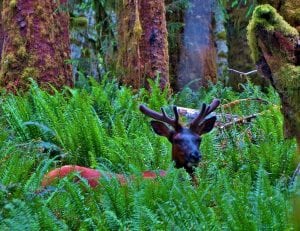 Roosevelt Elk