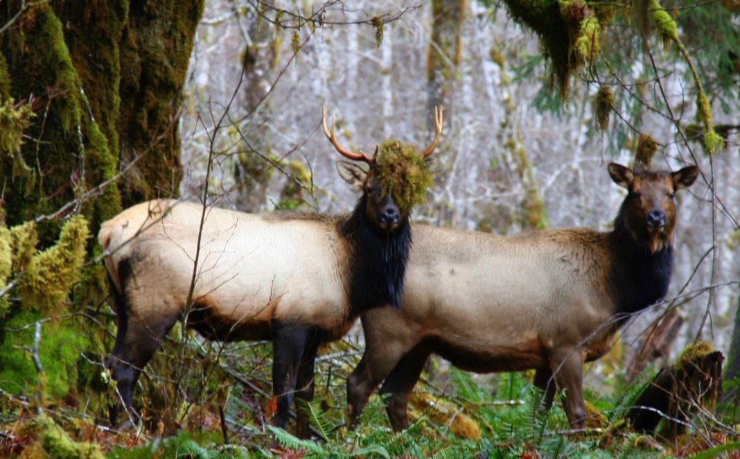 Roosevelt Elk rut