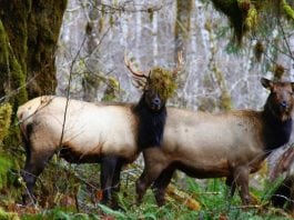 Roosevelt Elk rut