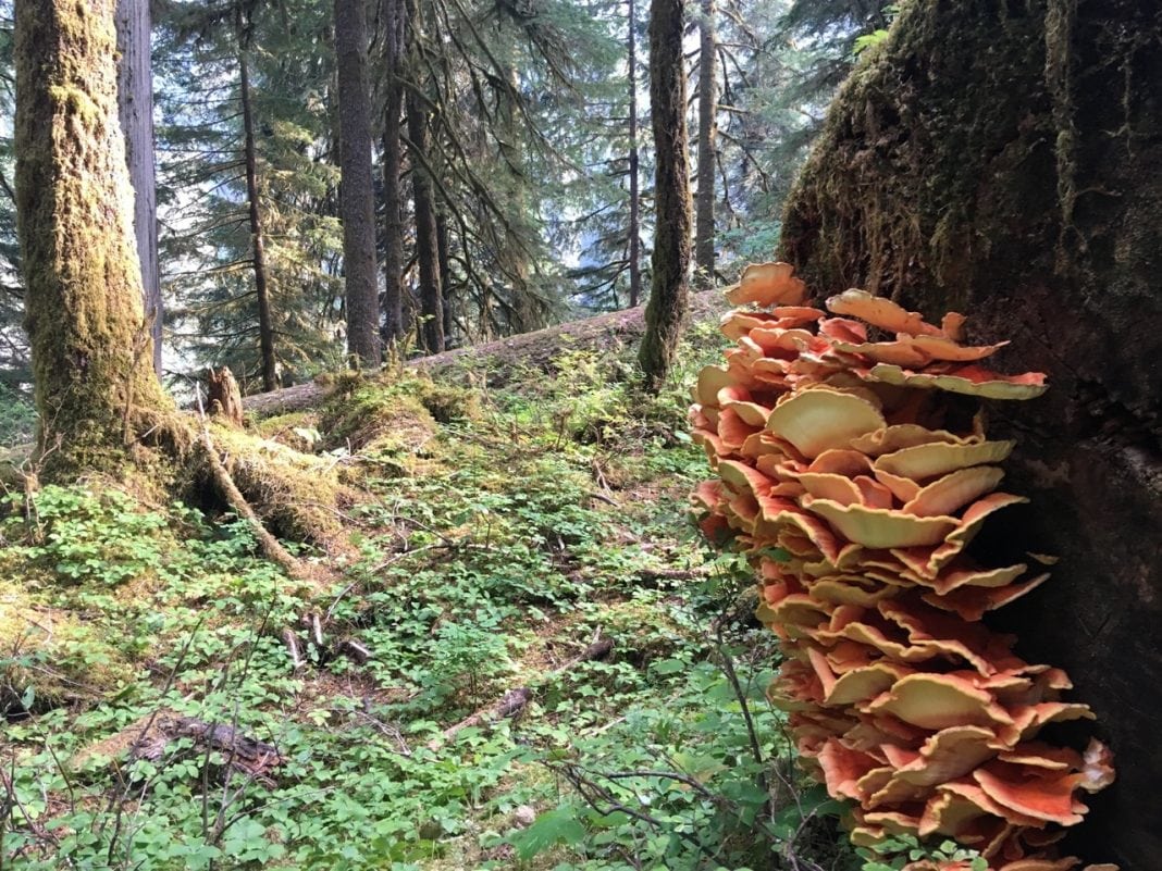 Grays Harbor Mushroom