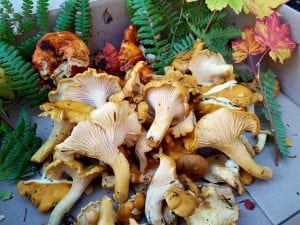 Grays Harbor Mushroom 