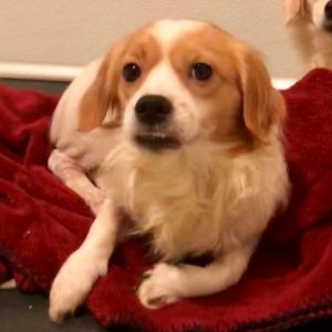 PAWS of Grays Harbor Featured Pet Bugsy