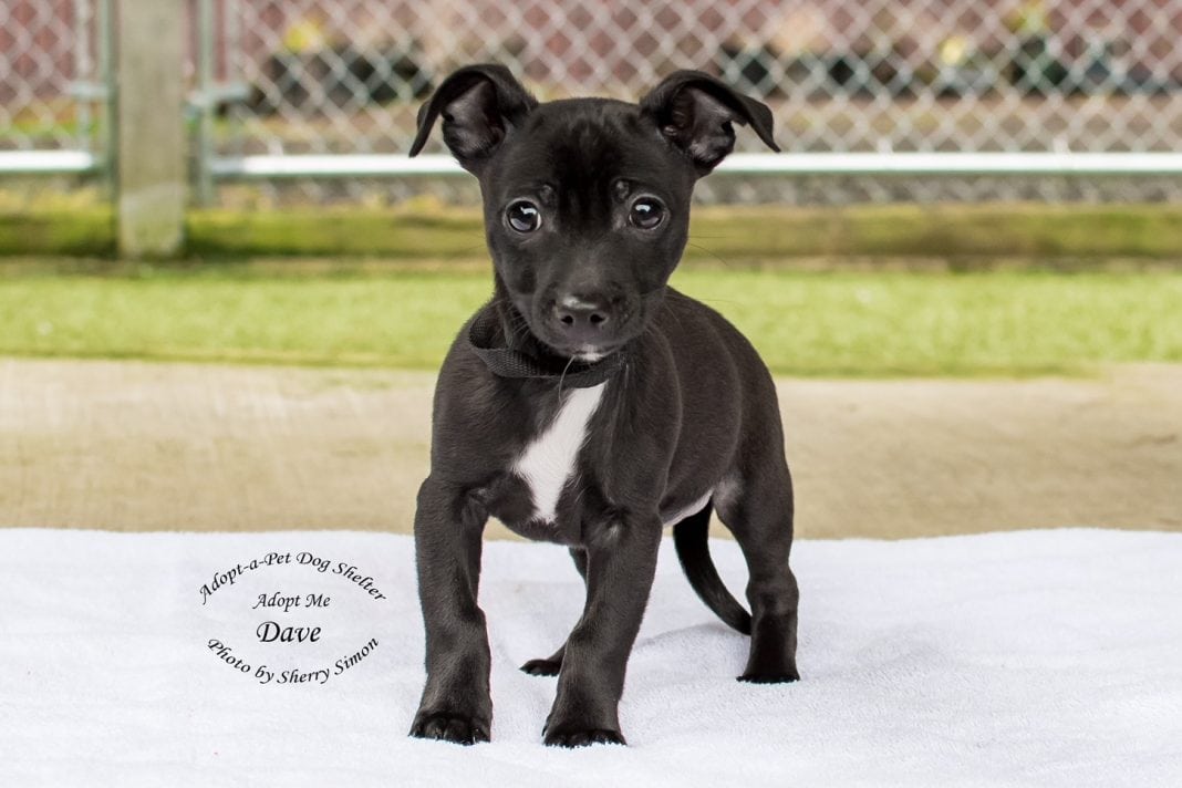 Adopt-A-Pet Dog of the week Dave