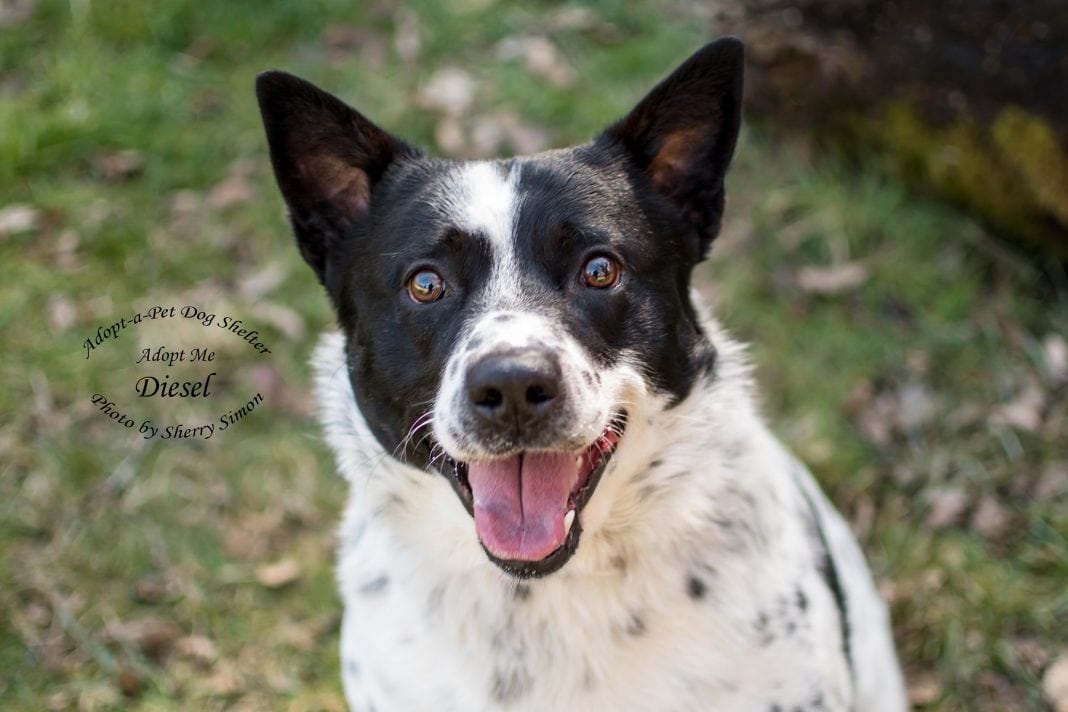Adopt A Pet Dog of the Week Diesel