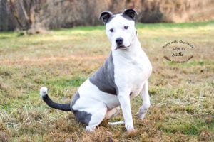 Adopt A Pet Dog of the Week Sadie