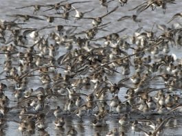 Grays Harbor County Shorebirds Flock-of-Shorebirds-Image-courtesy-of-Doug-Scott