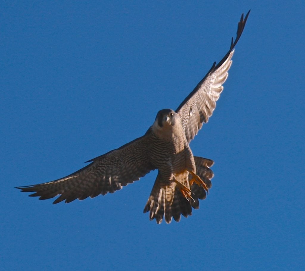 Grays Harbor County Shorebirds Peregrine-Falcon-Image-courtesy-of-Doug-Scott