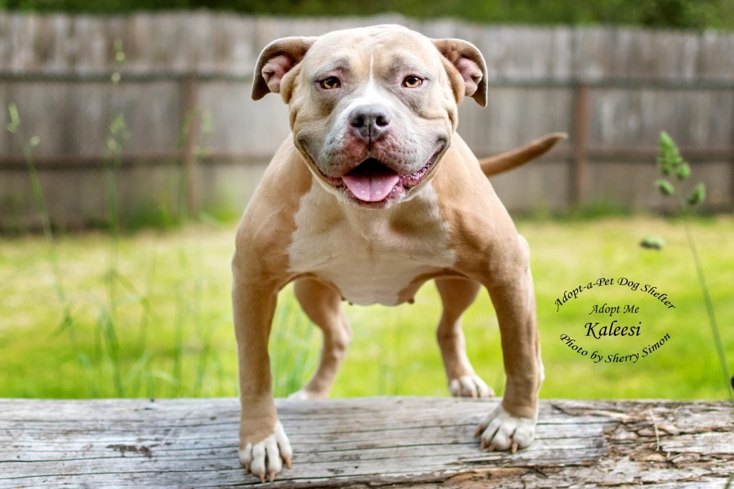 Adopt a Pet Dog of the week Kaleesi
