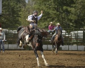 Rodeo Bronc Riding 