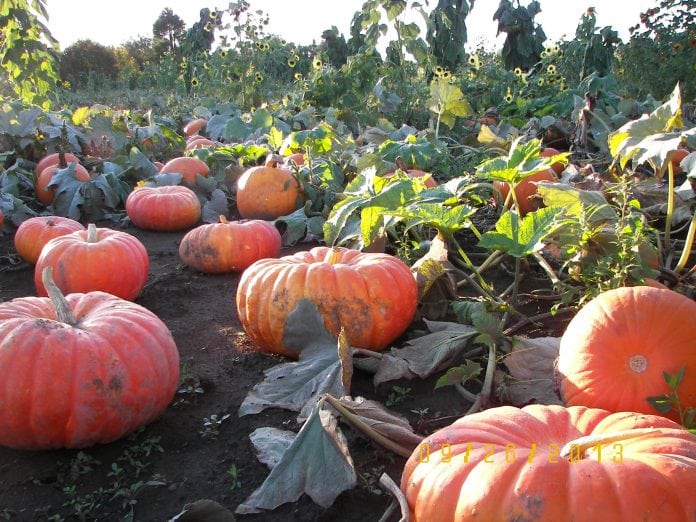 Rutledge Corn Maze Fall activities pumpkin patch Experience Olympia Rutledge Corn Maze Fall activities pumpkin patch Experience Olympia